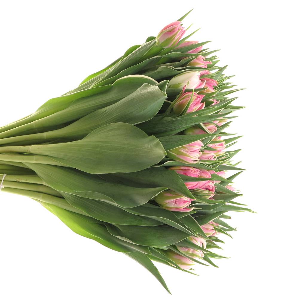 Tulpe rosa doppel DotCom 30 Gramm