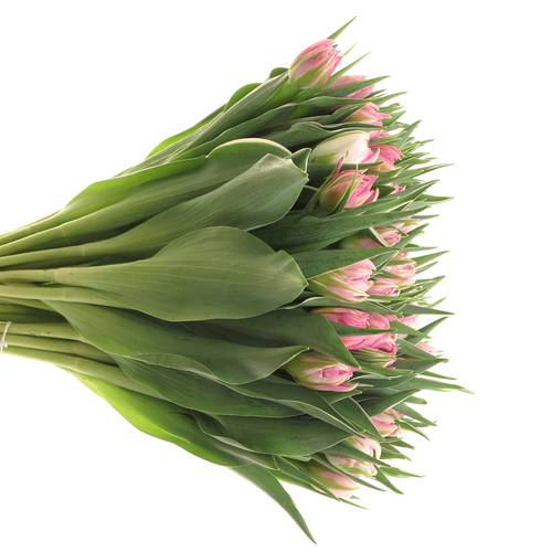 Tulpe rosa doppel DotCom 30 Gramm