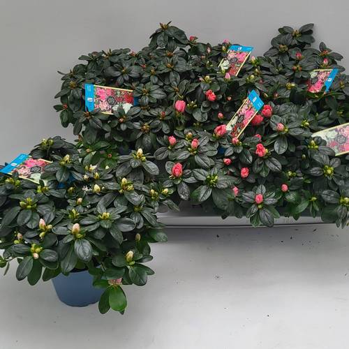 Azalee mix 32,5 cm T14 H030