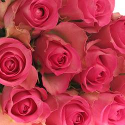 Rose rosa Royal Jewel 40cm