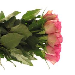 Rose rosa Royal Jewel 40cm