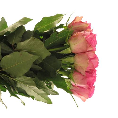 Rose rosa Royal Jewel 40cm