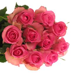 Rose rosa Royal Jewel 40cm