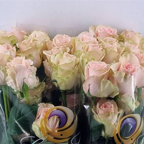 Rose creme Salma (Ec) 60cm