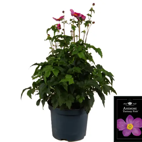 Anemone Fantasy Jasmine T19 H050