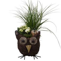 Carex.Arr PTHI3313 Herbst T15 H033