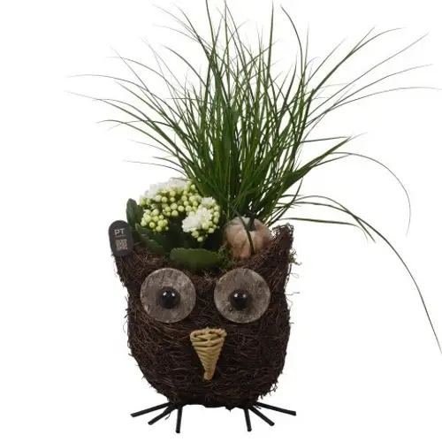 Carex.Arr PTHI3313 Herbst T15 H033