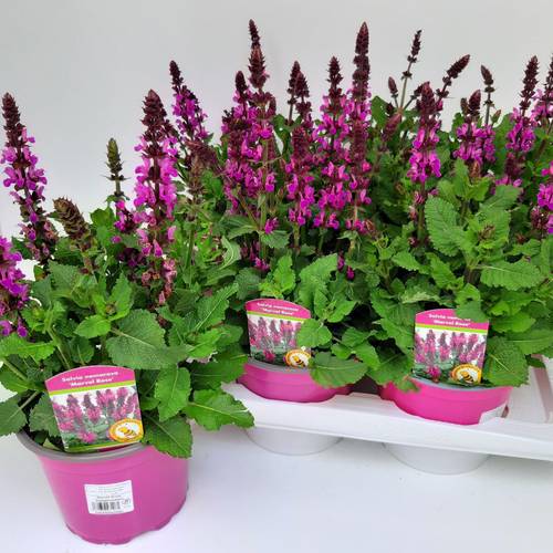 Salvia rosa Rose Marvel T17 H045