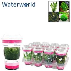 Wasserpflanzen mix T10 H020
