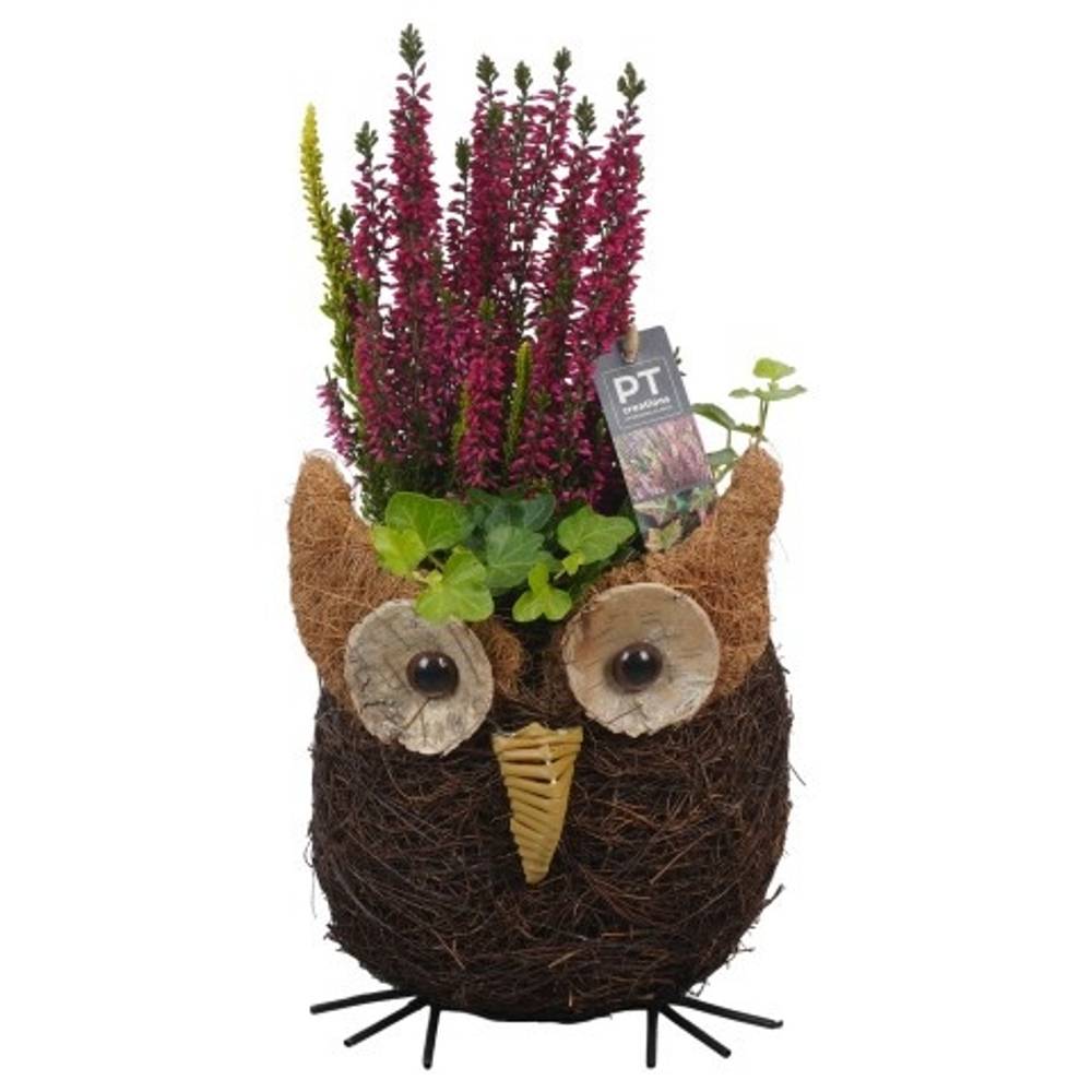 Garten.Arr PTHO4157 Herbst T17 H037