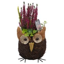 Garten.Arr PTHO4157 Herbst T17 H037