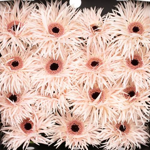 Gerbera rosa Spin Cream Spring