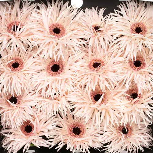 Gerbera rosa Spin Cream Spring