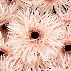 Gerbera rosa Spin Cream Spring