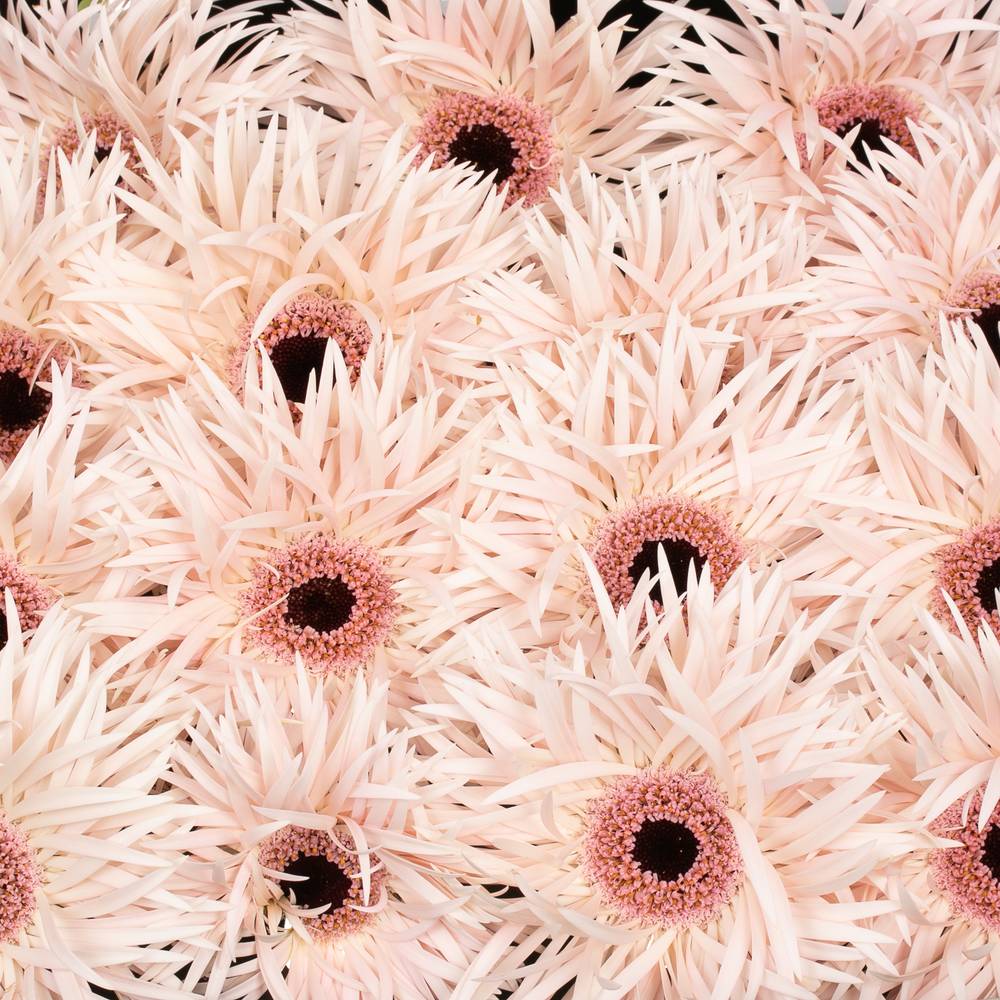 Gerbera rosa Spin Cream Spring