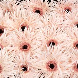 Gerbera rosa Spin Cream Spring