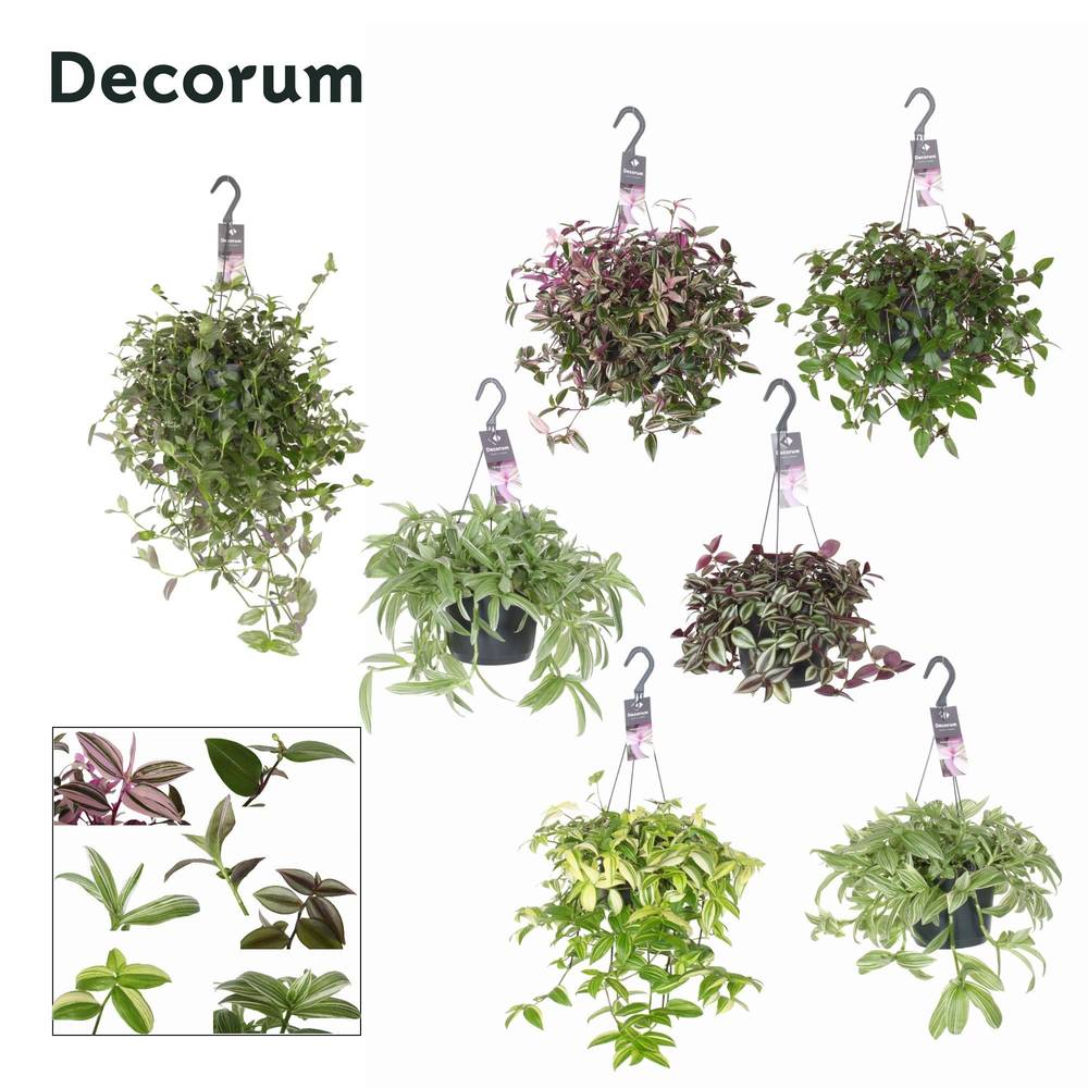 Tradescantia mix im Ampeltopf T17 H045