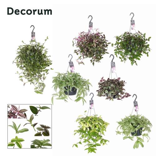 Tradescantia mix im Ampeltopf T17 H045