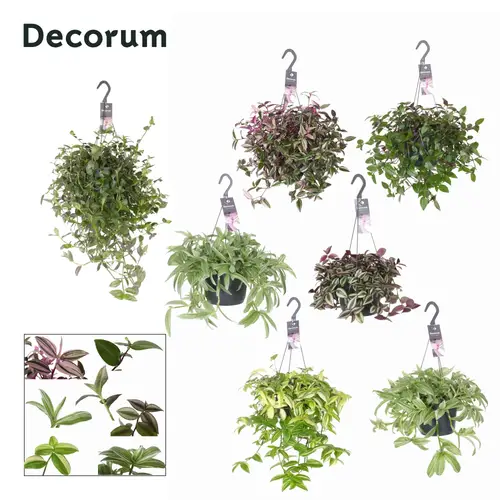 Tradescantia mix im Ampeltopf T17 H045
