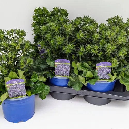 Eryngium violett Blue Hobbit T17 H040