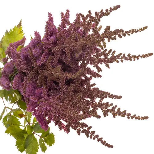 Spirea rosa Maggie Daley 70cm