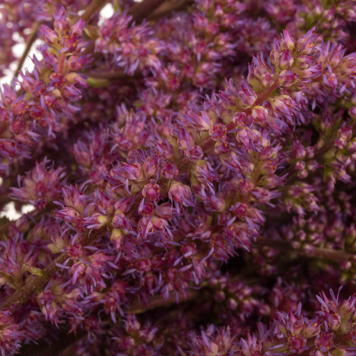 Spirea rosa Maggie Daley 70cm