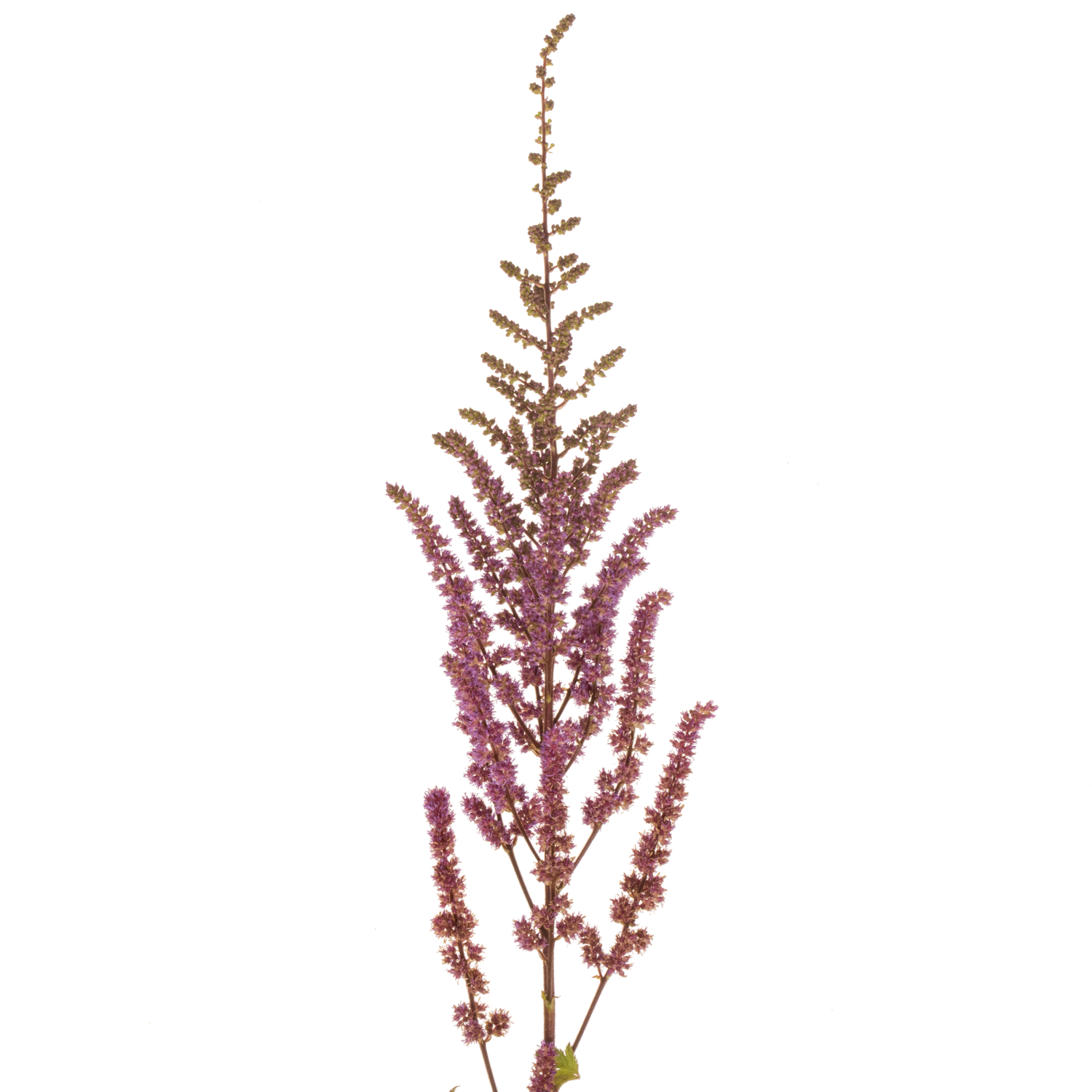 Spirea rosa Maggie Daley 70cm