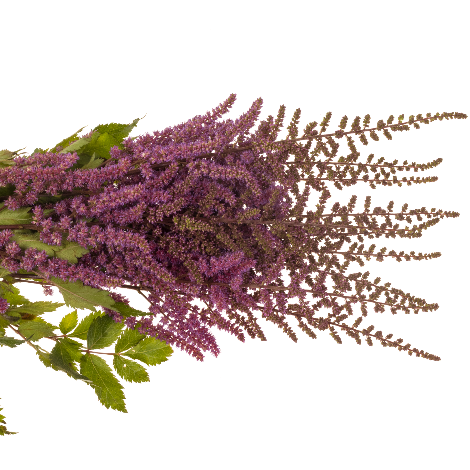 Spirea rosa Maggie Daley 70cm