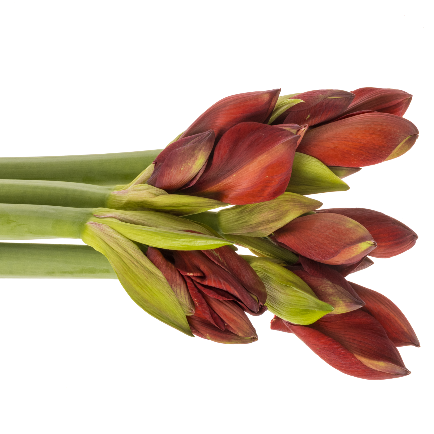 Amaryllis rot Primitivo