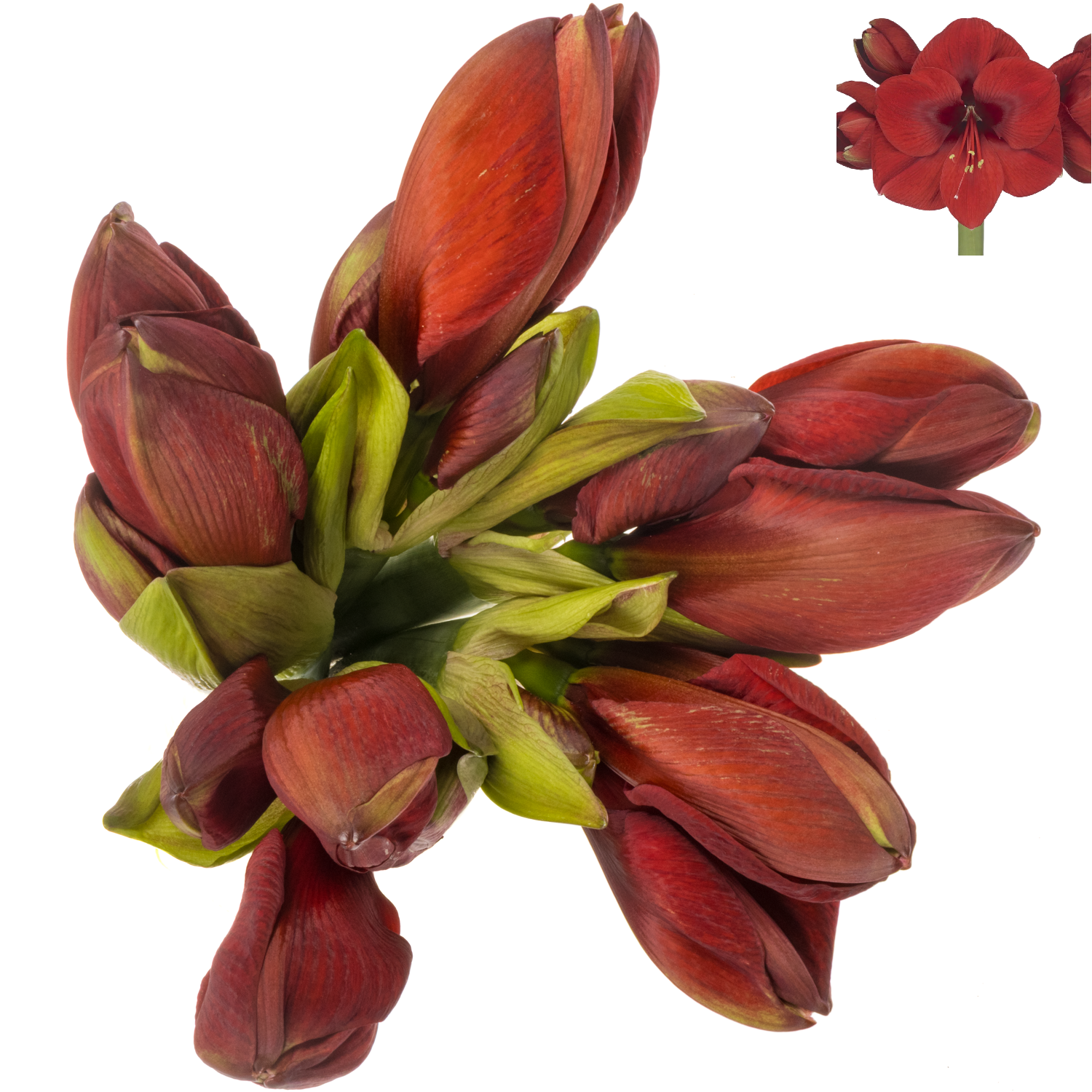 Amaryllis rot Primitivo