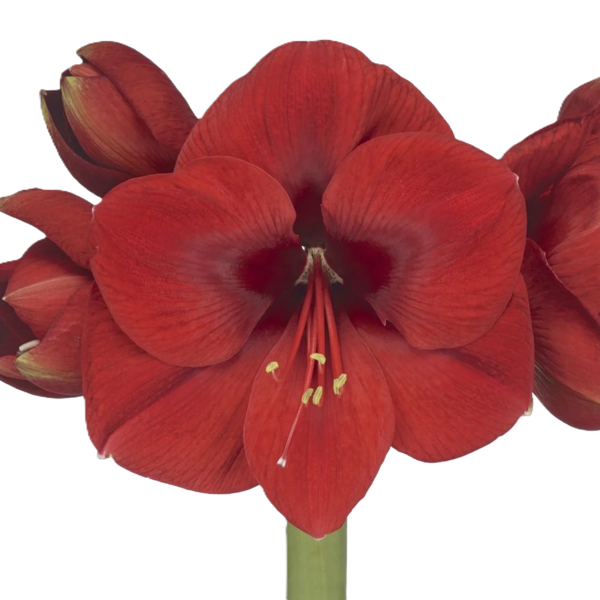 Amaryllis rot Primitivo