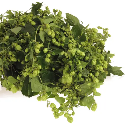 Hopfen 4 Meter
