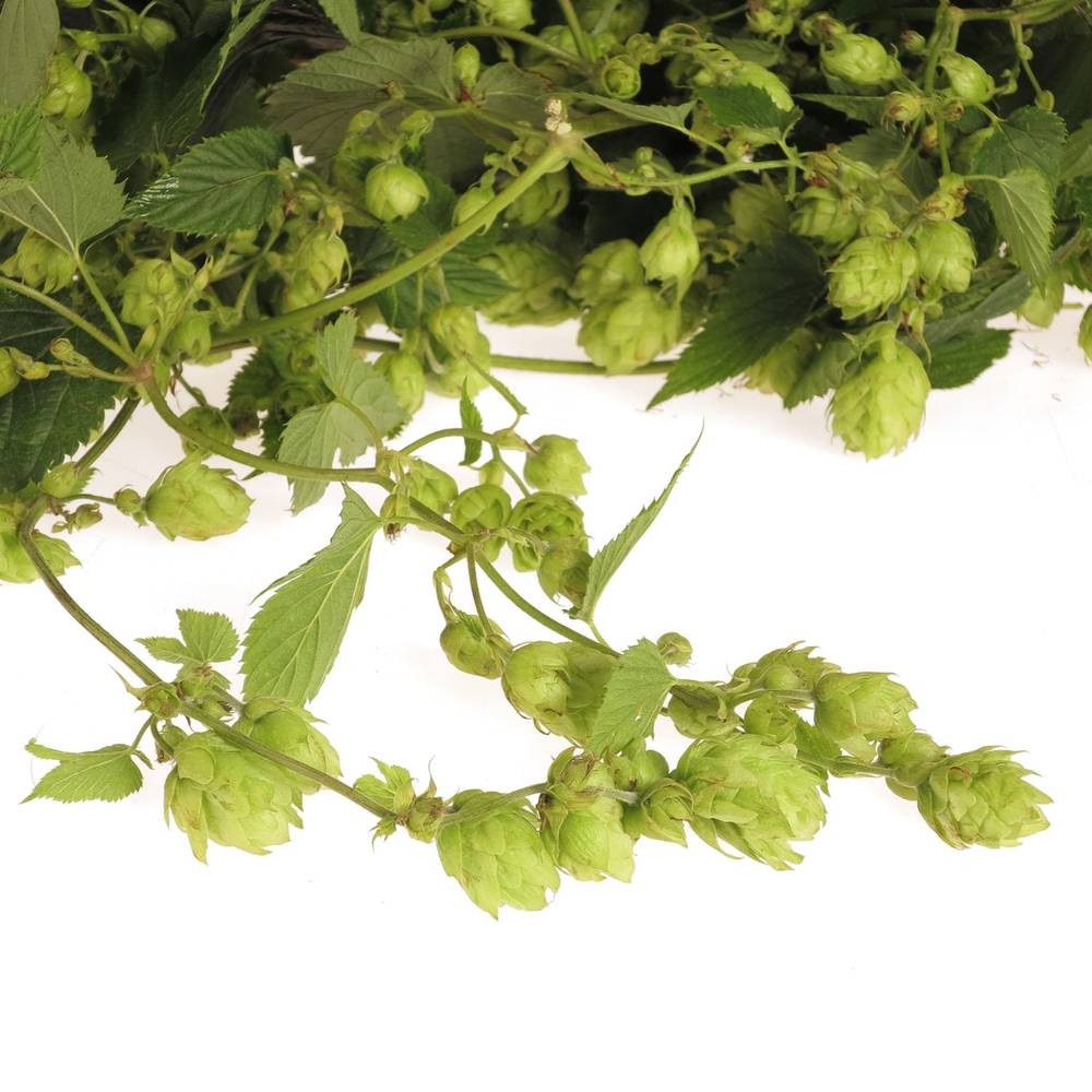 Hopfen 4 Meter