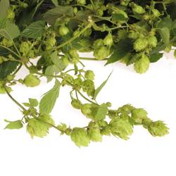 Hopfen 4 Meter