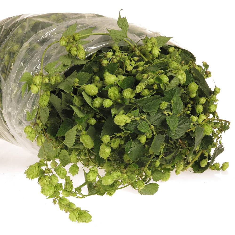 Hopfen 4 Meter
