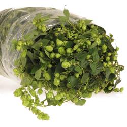 Hopfen 4 Meter