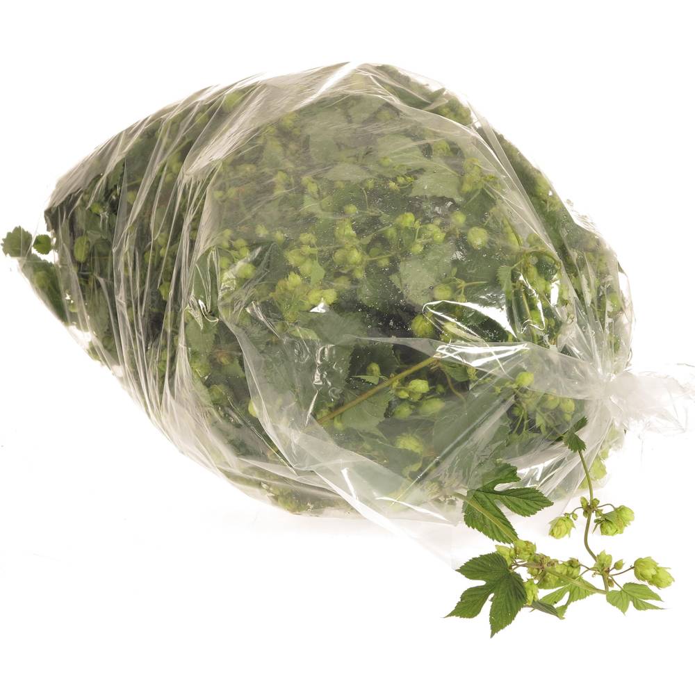 Hopfen 4 Meter