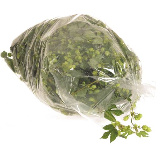 Hopfen 4 Meter