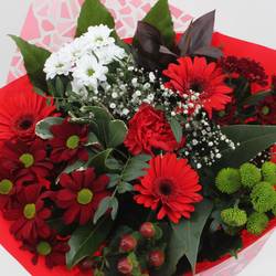 Strauß rot Germini Muttertag 50cm 18Stiele