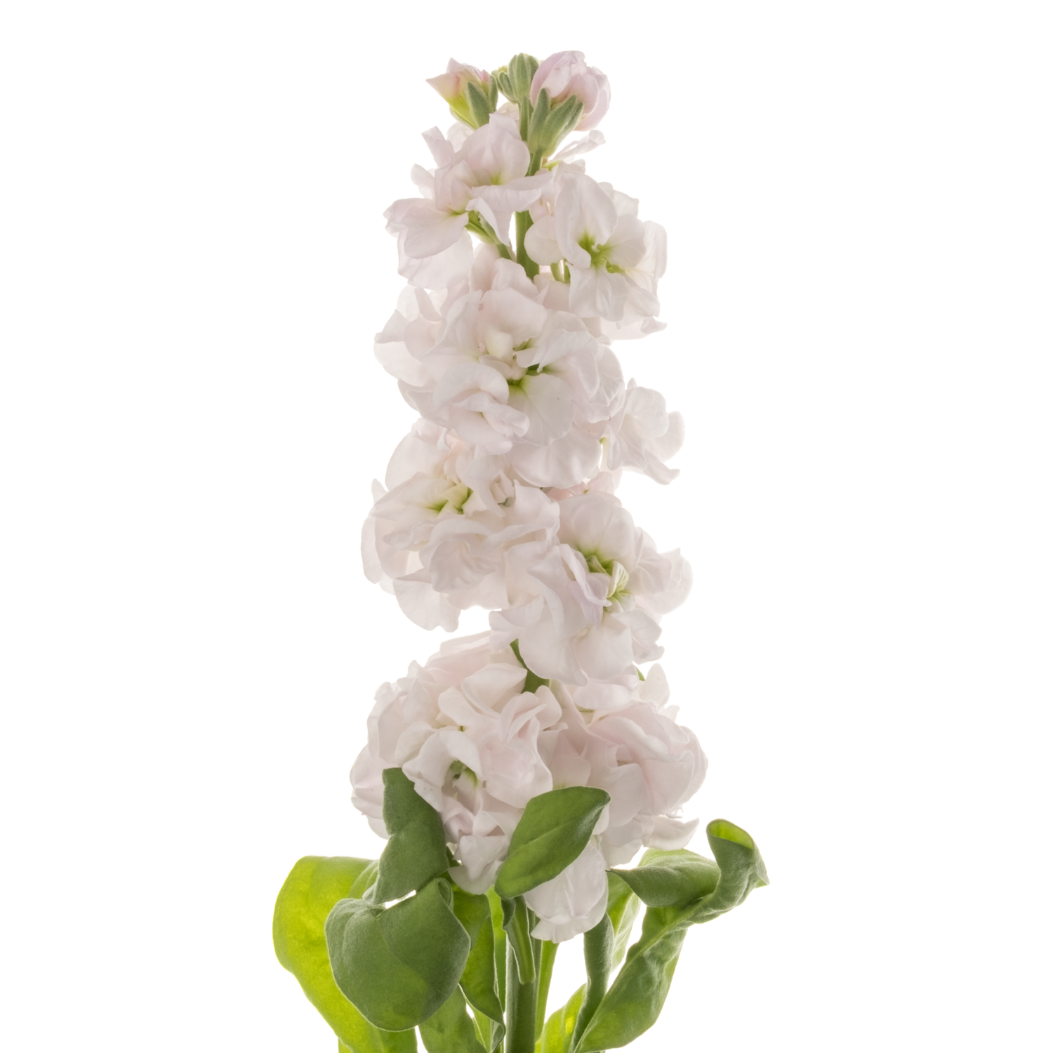 Levkoje hell rosa StoX Silver 55cm