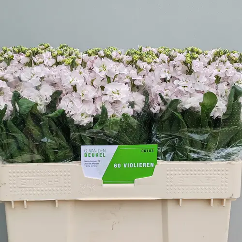 Levkoje hell rosa StoX Silver 55cm