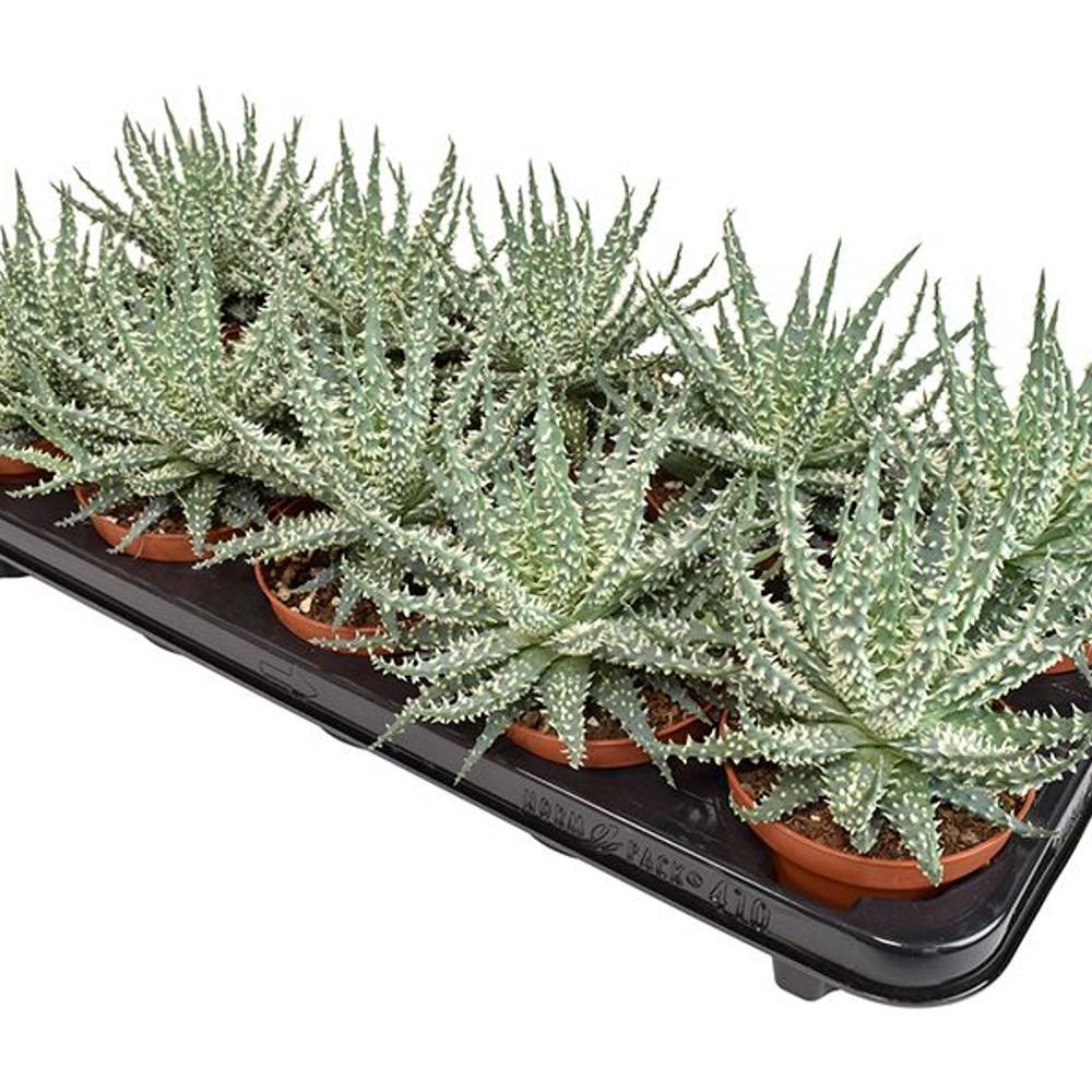 Aloë Mara T10,5 H15