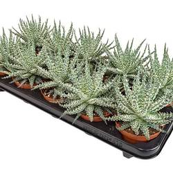 Aloë Mara T10,5 H15