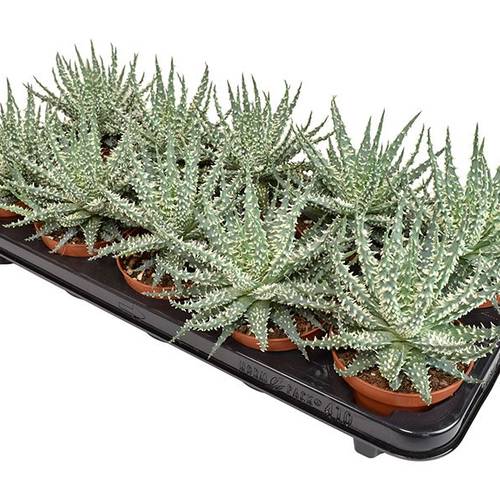 Aloë Mara T10,5 H15