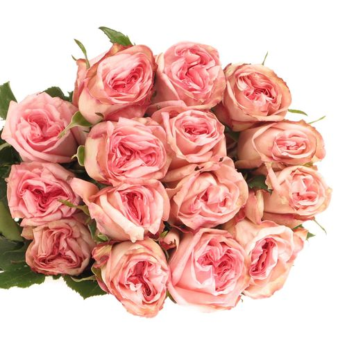 Rose rosa Ohara (Ec) 50cm