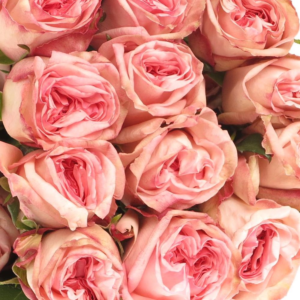 Rose rosa Ohara (Ec) 50cm