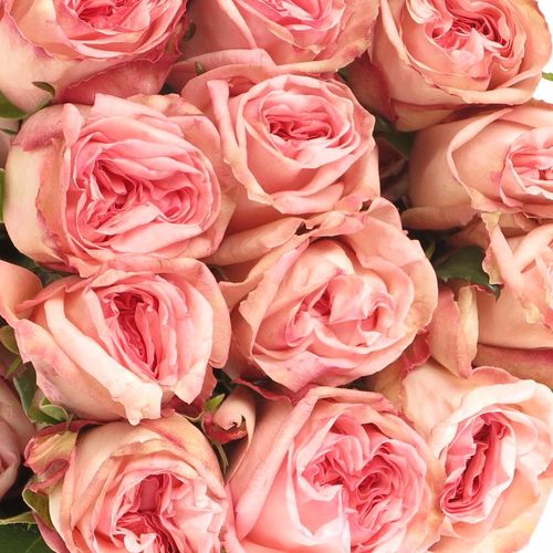 Rose rosa Ohara (Ec) 50cm