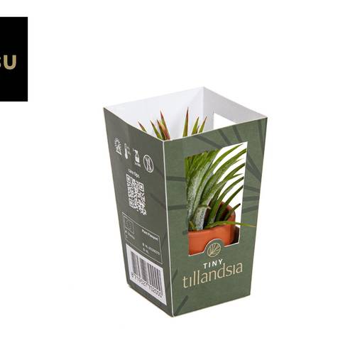 Tillandsia Im Terracotta Topf T06 H015