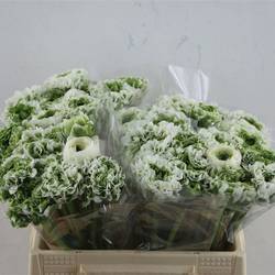 Ranunkel weiss/grün Pom Iglo 35cm