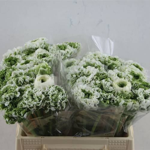 Ranunkel weiss/grün Pom Iglo 35cm